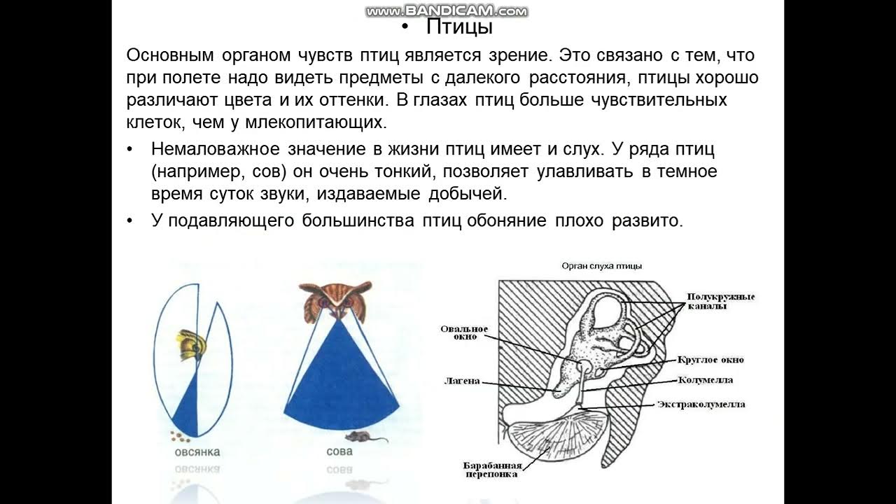 Класс птицы органы чувств. Орган слуха птицы строение. Особенности органов чувств птиц. Питание хищных птиц. Органы осязания у птиц.