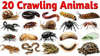 Learn 20 Crawling Animals Names for Kids | Crawling Animals Name in Hindi and English with Pictures