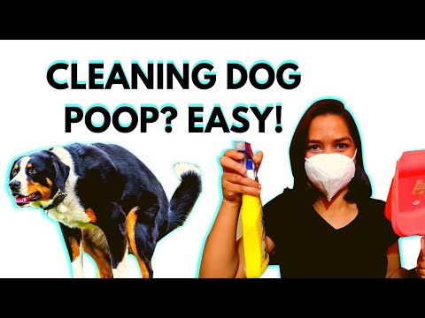 वीडियो: डॉग पूप को कैसे साफ करें