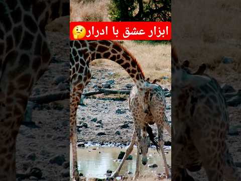 زرافه های ماده روی صورت نرها ادرارمی کنند تامحبت خود رابه آنها نشان دهند حیوانات دانستنی طبیعت