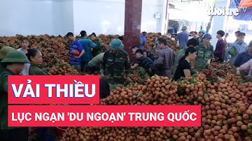 Vải thiều Lục Ngạn 