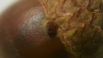 acorn weevil grub coming out of an acorn