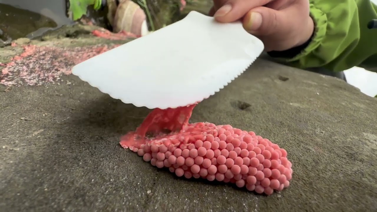 [ASMR] Crushing snail eggs for sleep🐌