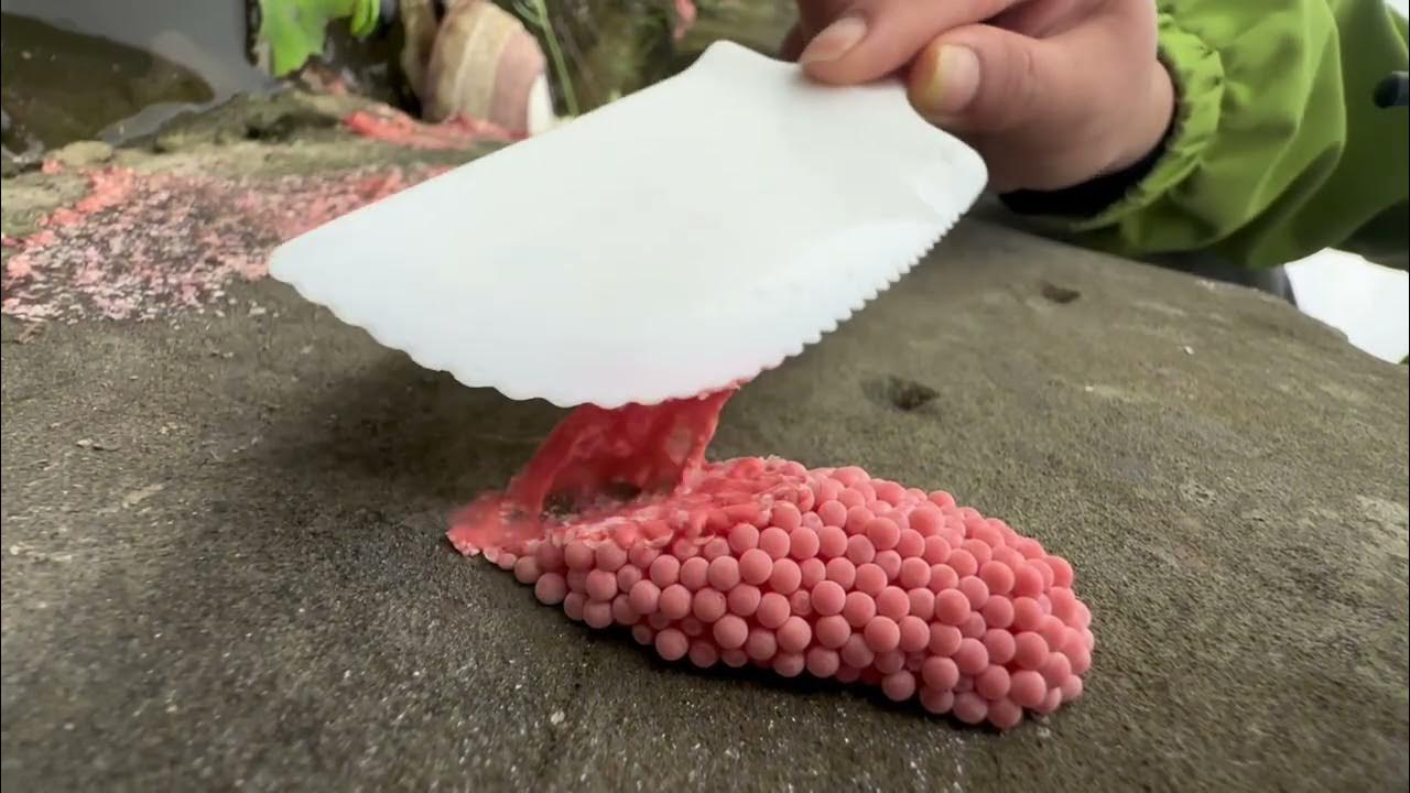 [ASMR] Crushing snail eggs for sleep🐌 YouTube