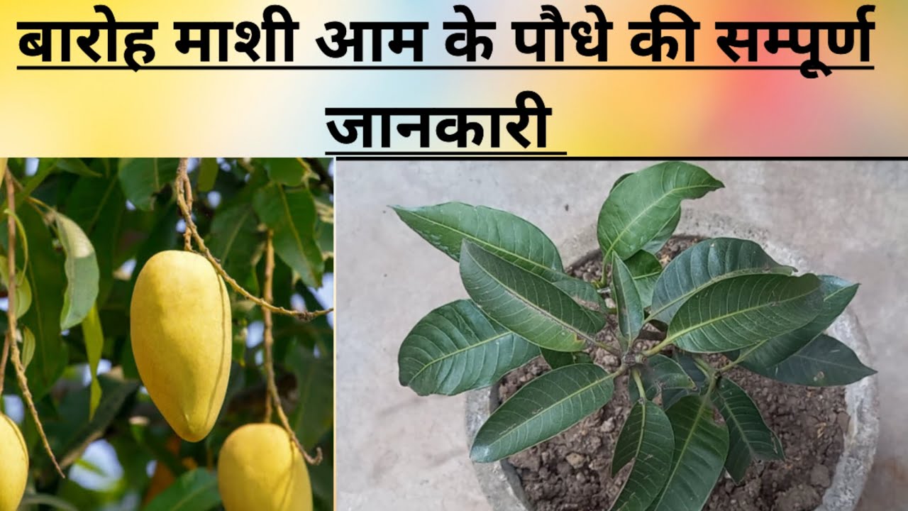बारोह माशी आम के पौधे की सम्पूर्ण जानकारी //Thai all time mango plant complete care tips