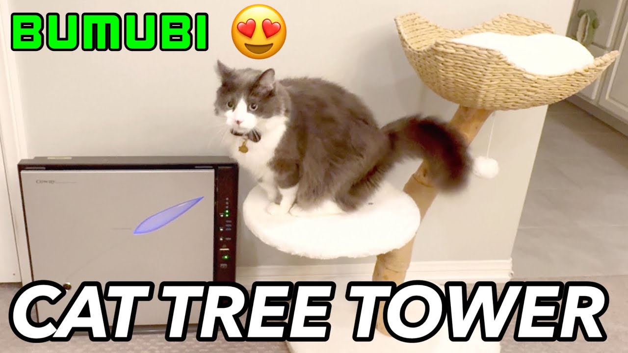 Cat Tree Tower My Cat Uses everyday 【Review136】