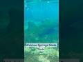 Snorkeling with Turtles at Wekiwa Springs State Park
