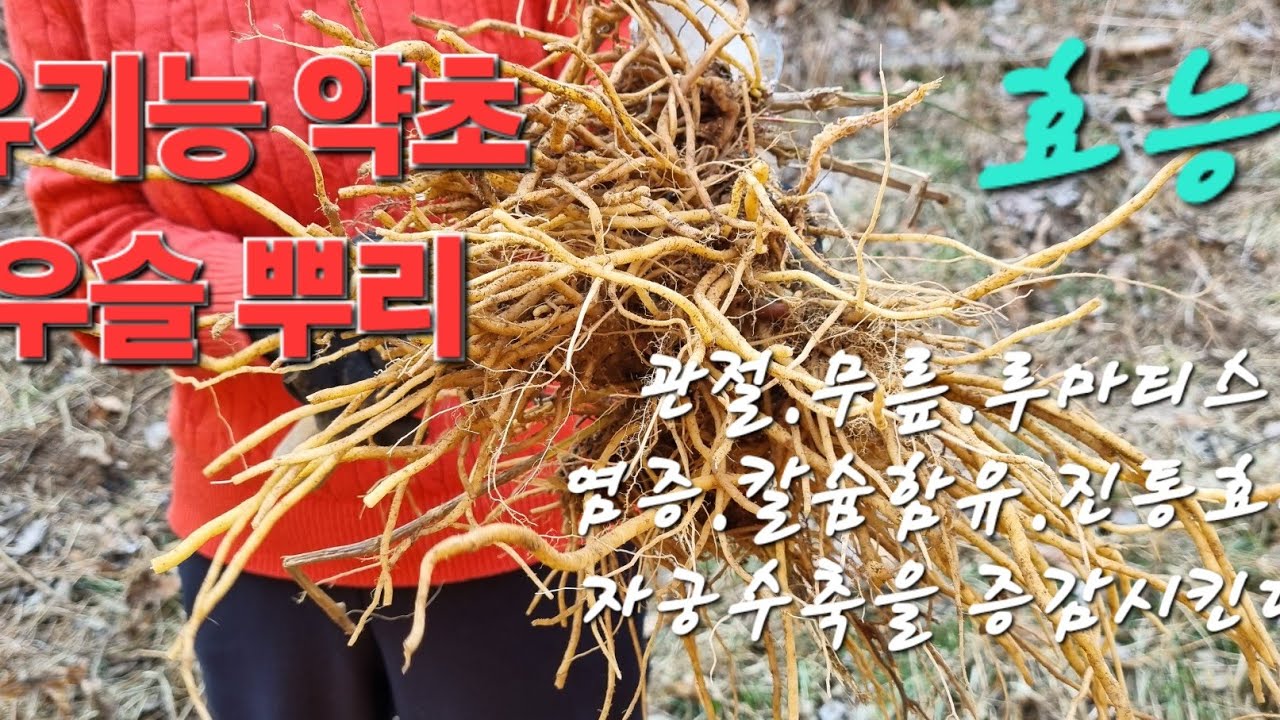 #우슬효능#뿌리#관절.칼슘.염증.여성# - YouTube