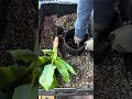 Turn 1 Banana Tree Into 100 FAST Perfect For Small Spaces Any Climate