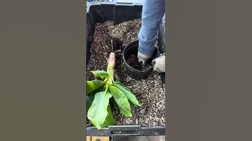 Turn 1 Banana Tree into 100 FAST! 🌴🍌 (Perfect for Small Spaces & Any Climate!)