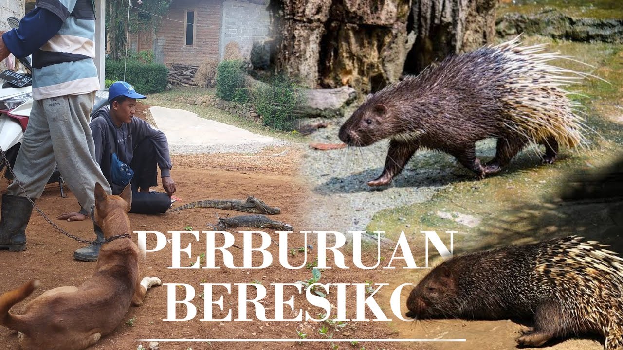 2 HARI BERBURU HAMA LANDAK DAN BIAWAK #shorts #viral #video #berburu