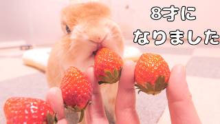 8才になったうさぎに苺をプレゼントしてみました【No.1846】