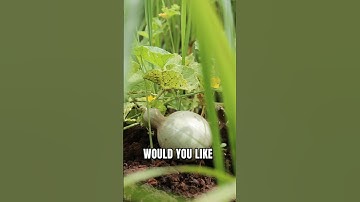 🥒🌾 A cucumber tree in the rice field… nature’s secret gift! 🌿✨