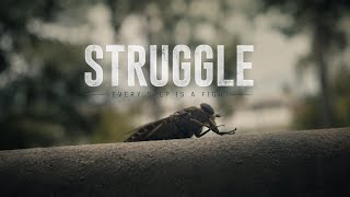 A Fly’s Struggle