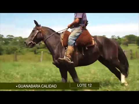 LOTE 12 - Guanabara Calidad