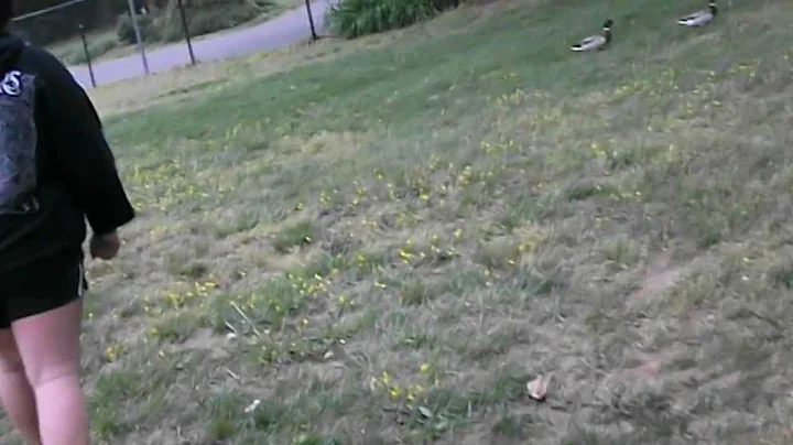 Elizabeth chasing ducks.. Take #1 !