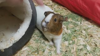 Tiny Loves The Boop! screenshot 4