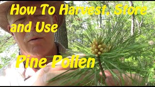 How to Harvest, Store and Use Pine Pollen