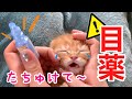 子猫の目の病気?風邪?切ない鳴き声で目薬頑張る【短足マンチカン ひな子】