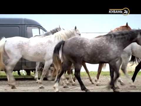 30.04.17 «Своя ферма». Арабские скакуны