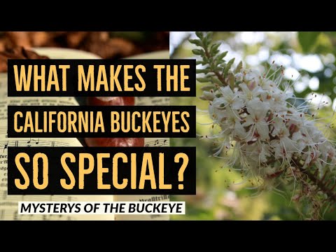 Video: California Buckeye Facts – Zistite viac o pestovaní kalifornských Buckeyes