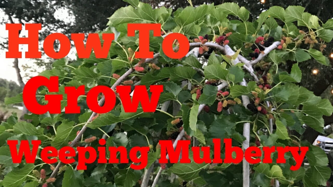 Weeping Mulberry Fruiting | Harvest Mulberry | Mulberries