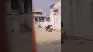 Making Cow Dungs Cake Gobar Ke Uple