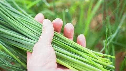 Tác dụng của lá hẹ với nam giới không nên bỏ qua