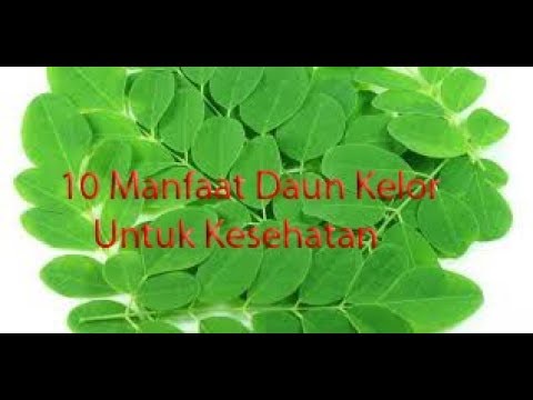 WOW..!!! MANFAAT DAUN KELOR MENURUNKAN KOLESTEROL, KADAR GULA, MENYEHATKAN MATA, OBAT KANKER