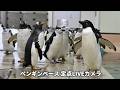 【アーカイブ】ペンギンベース定点カメラ(2026/5/17)