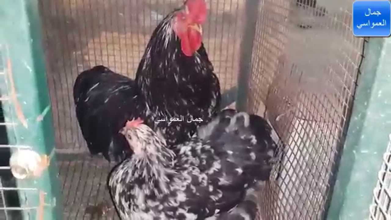 عالم الدجاج 27 نوع من اجمل واضخم الانواع بالعالم هديه لعشاق الدجاج مع جمال العمواسي