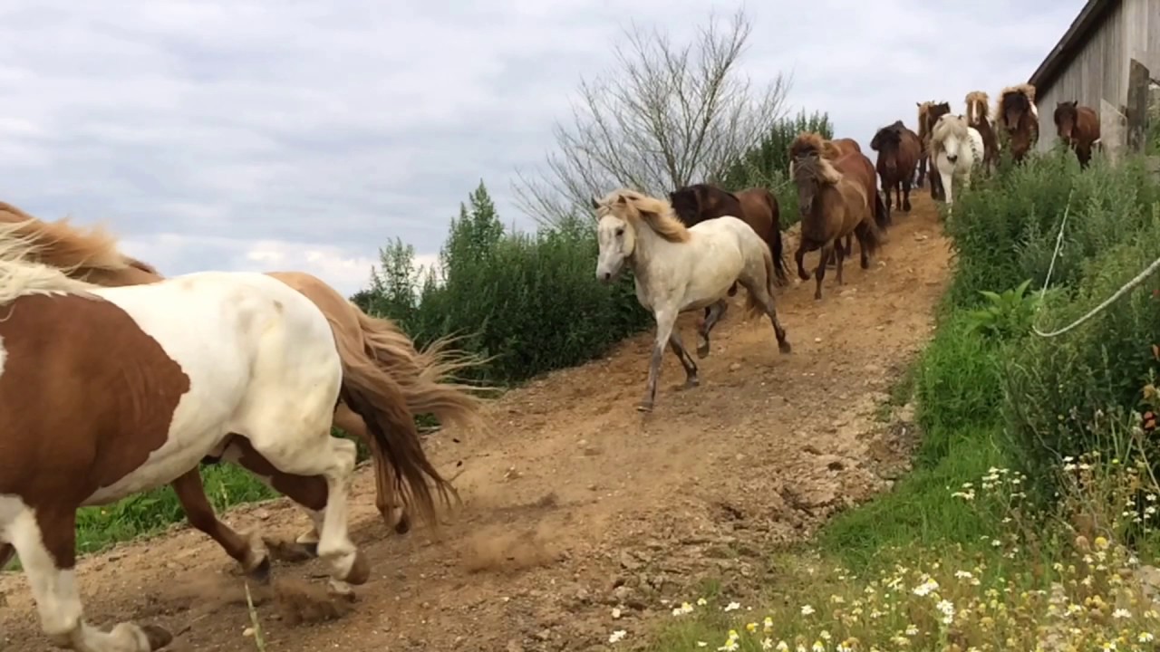 Stutteri Amhøj - Islandske heste drives på fold med ATV
