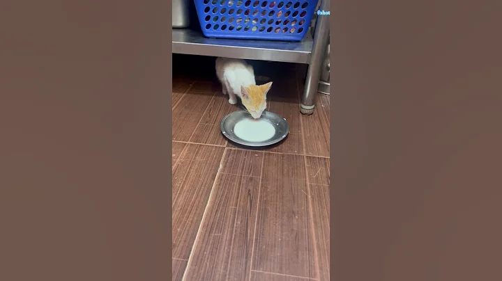 Watch the video about India's Cat-astrophic Dairy Crisis Cat Drinking Milk| Nature And WildAnimals #ytshort #viralvideo a