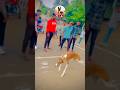 kolhapur dog race || dog res || Dog racing kolhapur || #shorts