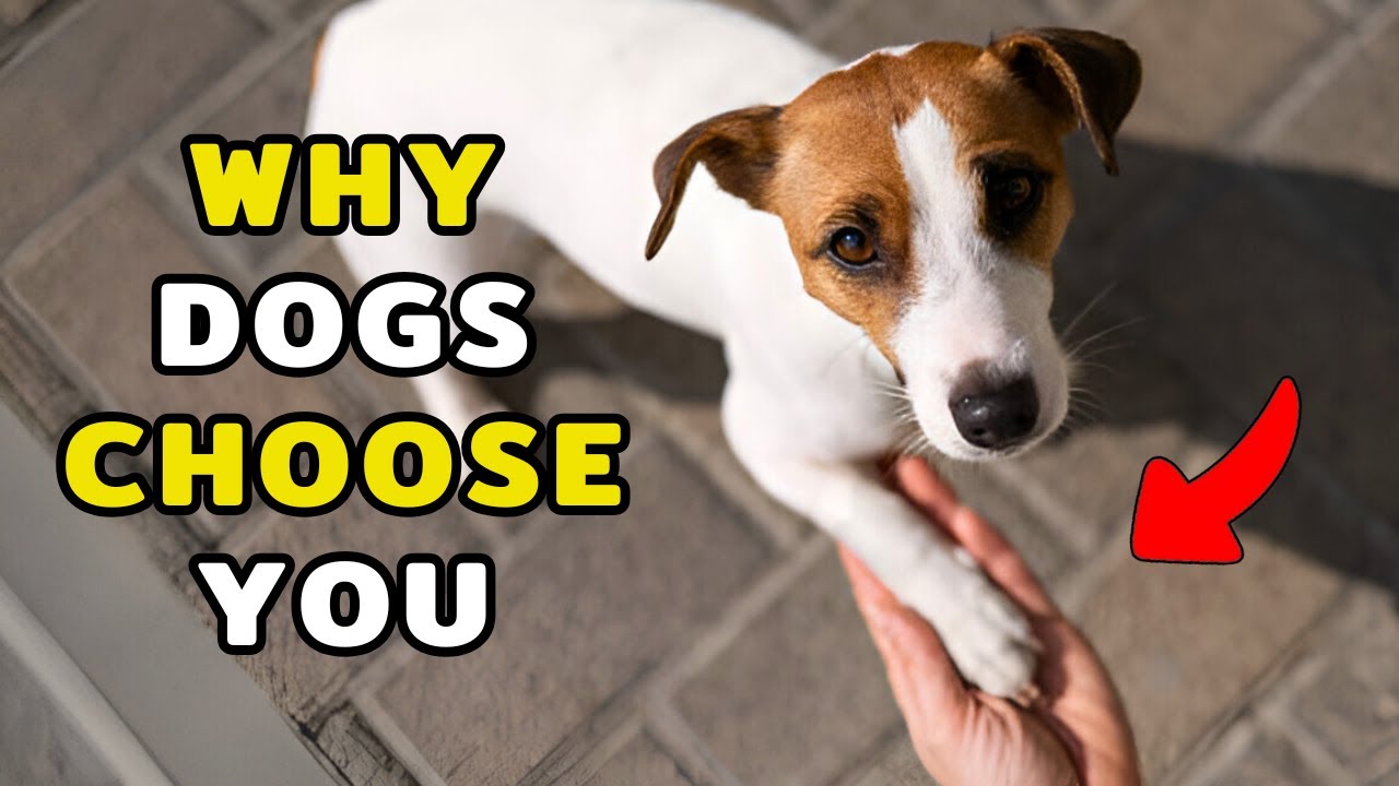 How Dogs Secretly Choose Their Favorite Human - YouTube
