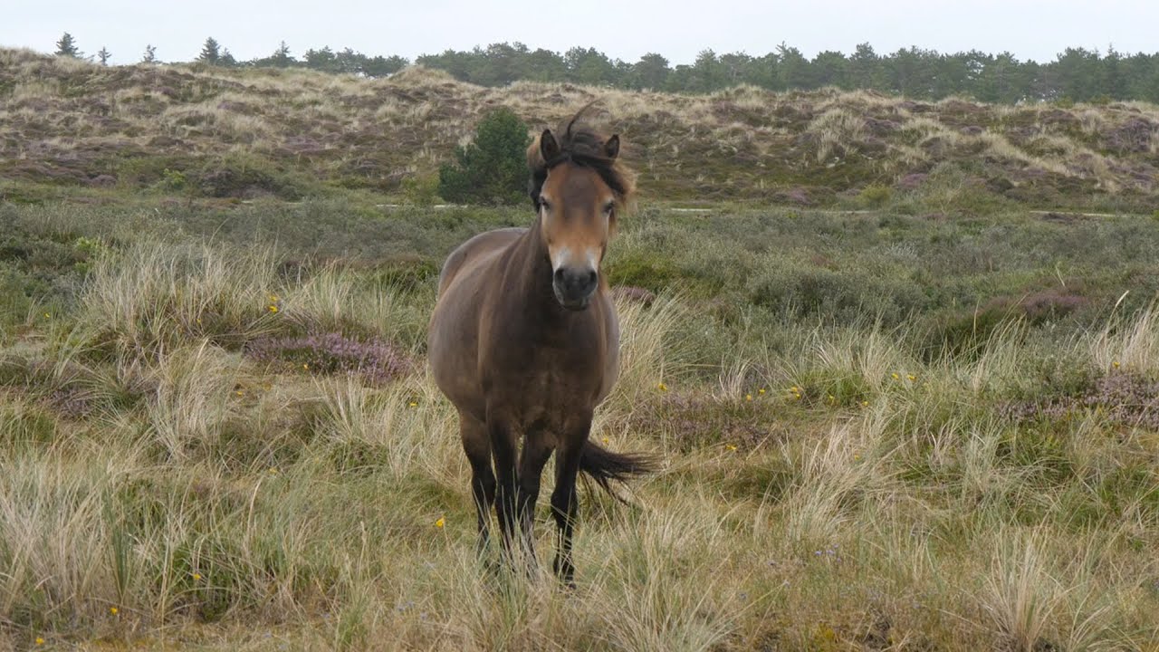 Selfies in de duinen: Toeristen verstoren grazen van pony's en runderen