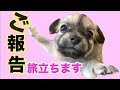 【ご報告】チワワの五つ子のりんちゃんとのお別れ。。。幸せになるんだよ。