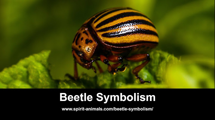 What do beetles represent in the bible