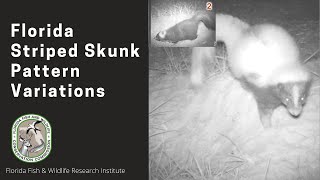 Florida Striped Skunk Pattern Variations