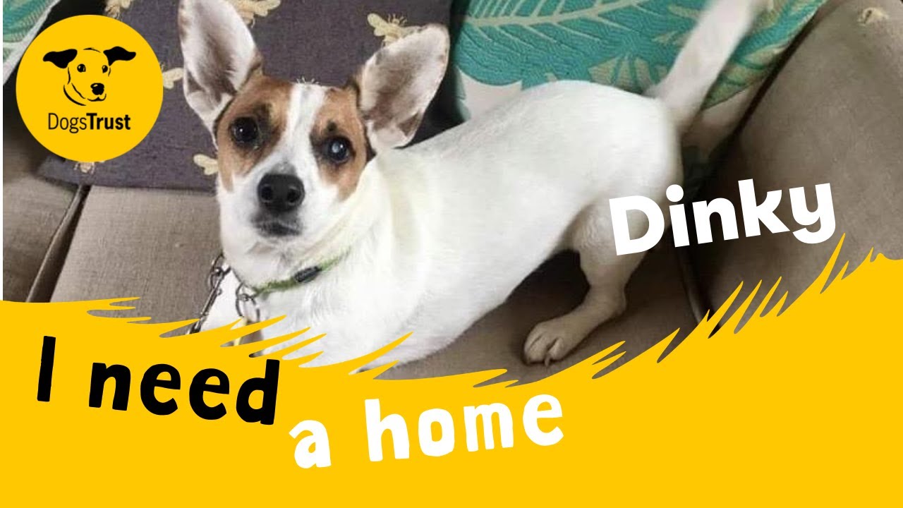 Dinky the delightful terrier dogs trust evesham youtube