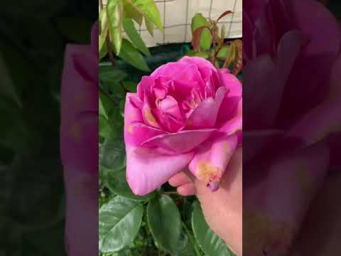 Video: Rose Queen Elizabeth: puutarhan kuningatar