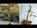 Save a dying bonsai and shape it into a new shape