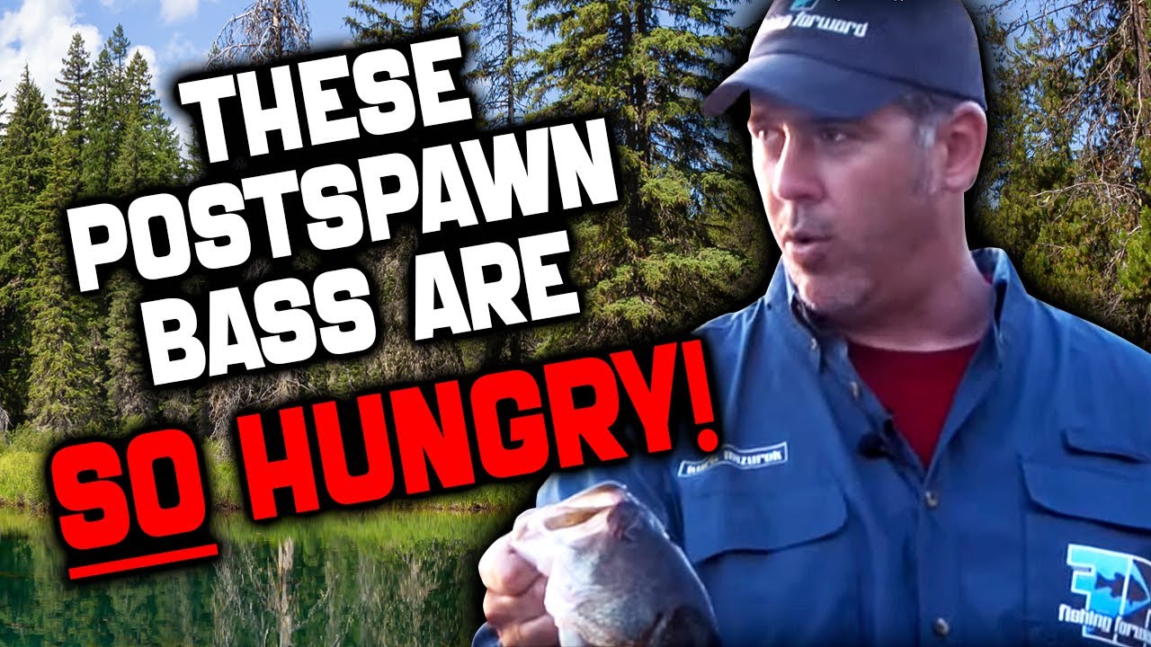 How to Fish for Postspawn Largemouth Bass wisconsin bass fishing