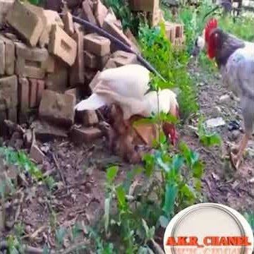 Bebek Kawin Sama Ayam Betina || Duck Mating With a hen