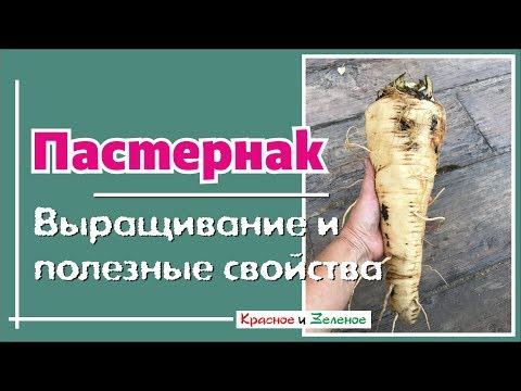 Видео: Зимующий пастернак: как выращивать пастернак зимой