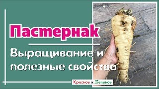 Не забудьте посеять пастернак! О выращивании и полезных свойствах