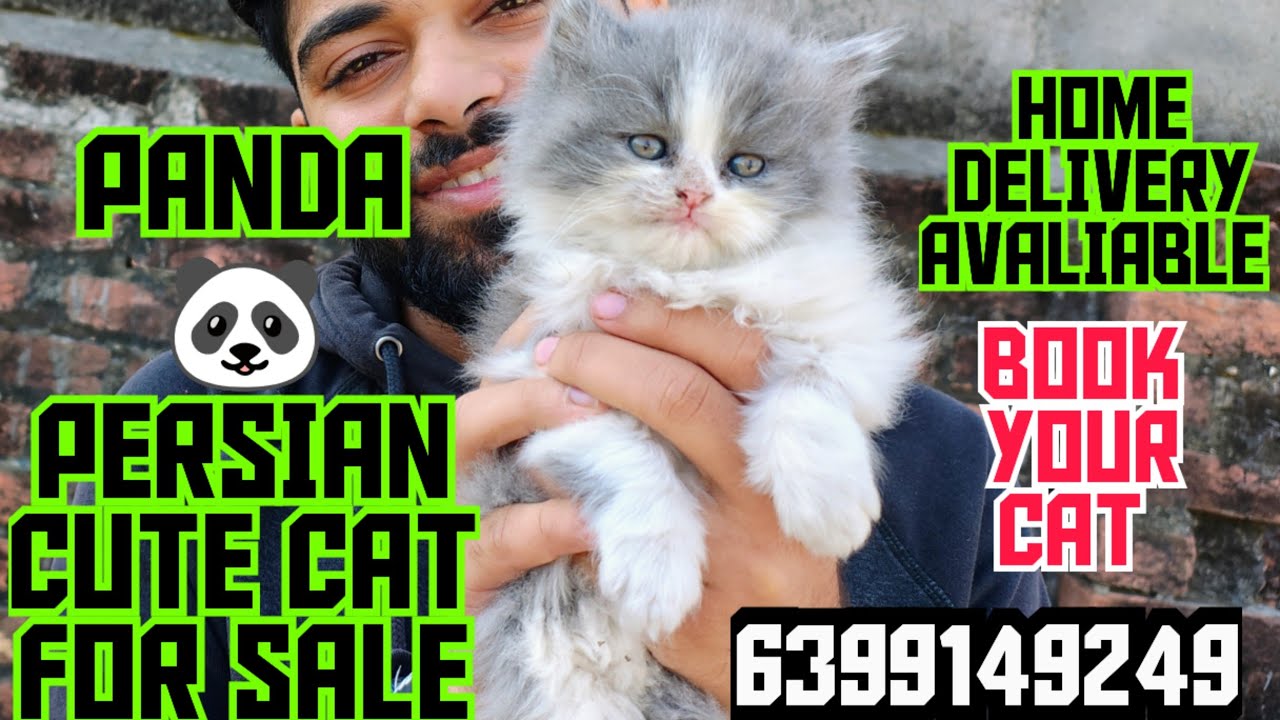 😍PANDA PERSIAN KITTEN FOR SALE • 😻PERSIAN KITTEN INDIA CAT FOR SALE ...