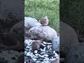 🥰 mourning doves🕊️#backyard#nature#birds