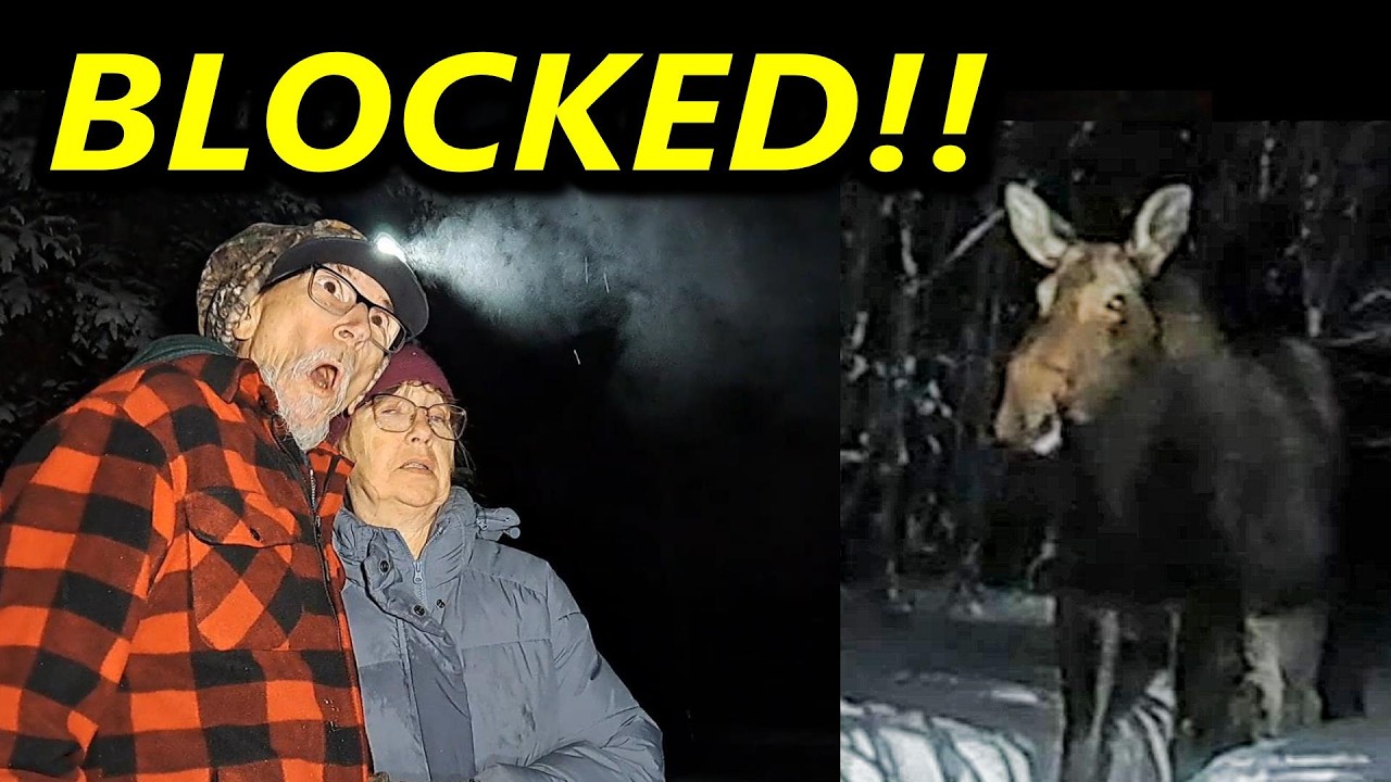 Moose BLOCKS Trail Then THIS Happened After the Snow Storm!!  Wilderness Off Grid Cabin