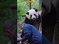 熊猫花花就是爷的掌上明珠 处处不提爱,哪哪都是爱 #panda #パンダちゃん #animals #パンダちゃん #パンダ #funny #cute #cutepanda #pandacub